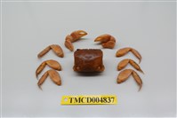 藏品(圓額新脹蟹)的圖片